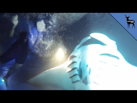 Man Swims with Giant Manta Ray