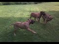 Rhodesian Ridgeback Fun Day 2008