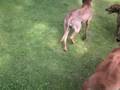 Rhodesian Ridgeback Fun Day 2008