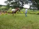 apaloosa mayco apaloosa mayco