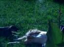 Max playing with puppy