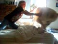 videos de Smart Dog JR-drop it!