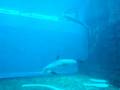 videos de Delfini 2
