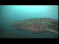 YouTube - ปลาพยูน2.flv