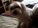 Dog Talk
