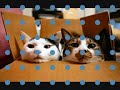 cats!episode 2 cats!episode 2