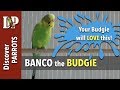 Banco the budgie calling  chirping  screaming