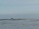 whales whales