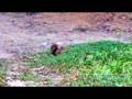 Brazil - The Rural Area - Itanhaem 