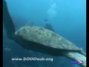 sipadan-malaysia-sharks-turtles-an-more.html