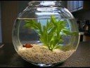 Exploring the Fishbowl with Lydia