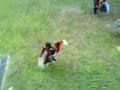 kromo pawiro