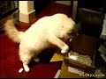 epic-lolcats-video-lots-of-new-pictures.html