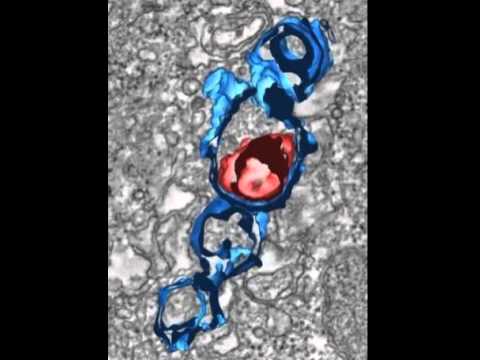 Ultrastructure of Golgi precursors during phase 2 of Golgi biogenesis