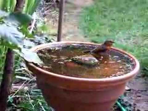 Robin bird having a bath