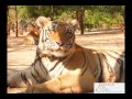 Tiger Temple Tour Kanchanaburi, Thailand by Bangkok Day Tours