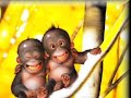 A Collection of Mildly Amusing Monkey Clips