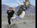 huzkey   chuck norris
