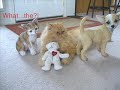 Funny Cats & Funny Dog Video - The Peanut & Goofy Show