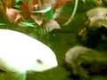 videos de kipper2