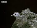 Rainforest animals - amazing! How baby ducklings survive the Amazon rapids  - BBC wildlife
