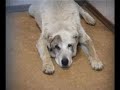 Click here to watch this video Princess Maja von Hohenzollern ETN visits Donetsk/Ukraine for press conference to rescue strays