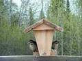 Boreal Birds - Nature Sounds Relaxation - Purple Finches