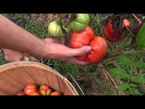 how to harvest heirloom seeds