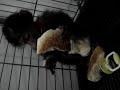 bunky-screams.html