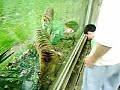 zoo Mad