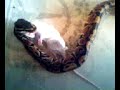 snake eating a mouse part 3 0f 4