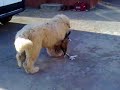 Caucasian Ovtcharka - OZZY - 6 months