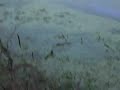Brazos Bend Park Alligator
