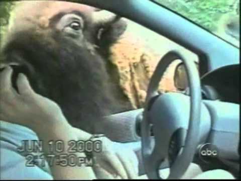 Comedy Videos