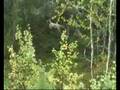Jakt storfugl - hunting miss wooden grouse