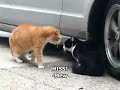 Ce Gros chat Roux drogué au champignon Hallucinogène essaye d'avoir une conversation avec un de ces compagnons de gouttière! Impossible de ne pas exploser de rire!