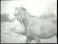 1918 REMOUNT AND VETERINARY ACTIVITIES IN THE AEF - REEL III