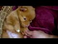 Hello Puppy