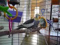 Cobber (a bird) singing the Adams Family Song tune!