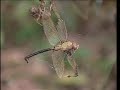 180-Meter-Spinnennetz - Video: Lake Tawakoni State Park, TX - Spider Frenzy [Official] (YouTube)