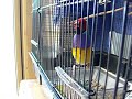 Gouldian male talking Gouldian male talking