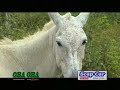 Pudim de milho verde