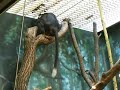 Philadelphia Zoo Redcapped Mangabey 2 Philadelphia Zoo Redcapped Mangabey 2
