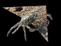 Ghost Crab -???????????????