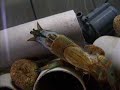 Crayfish Molting Photo Slides Crayfish Molting Photo Slides