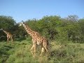 Safari i Tanzania