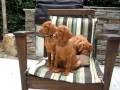 Moonlight Vizsla Puppies - 9.5 wks