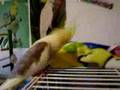 Flip and Peetie looking cute