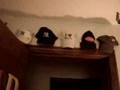 Allie DiMeco - Room Tour TIMEE