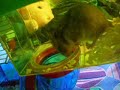 Mon hamster au travail - Hard working hamster